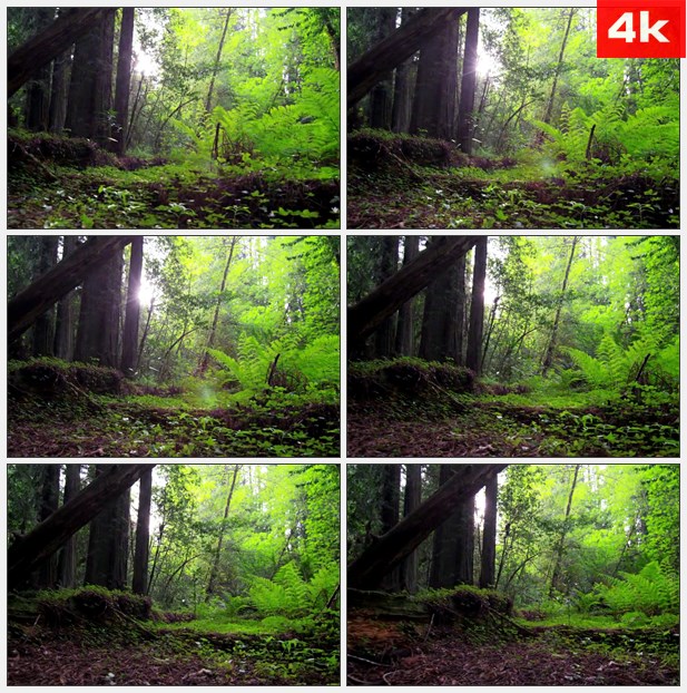 4K0446红木森林树木下的阳光照射 高清实拍视频素材
