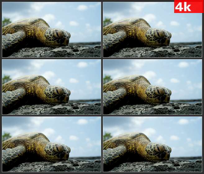 4K0483海龟侧面特写 高清实拍视频素材