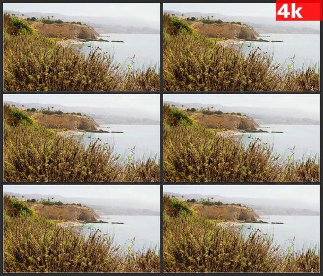 4K0487海岸线旁边的野生植物 高清实拍视频素材