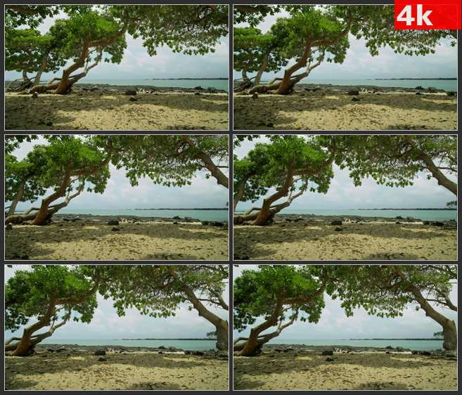 4K0488海岸上树树随风摇动 高清实拍视频素材