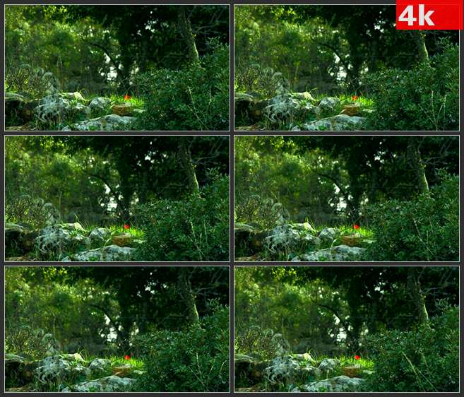 4K0518灌木岩石绿树红色小花 高清实拍视频素材