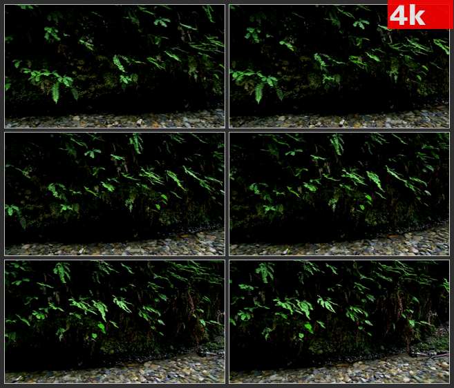 4K0536跟踪在蕨类植物沿峡谷流淌的小溪 高清实拍视频素材