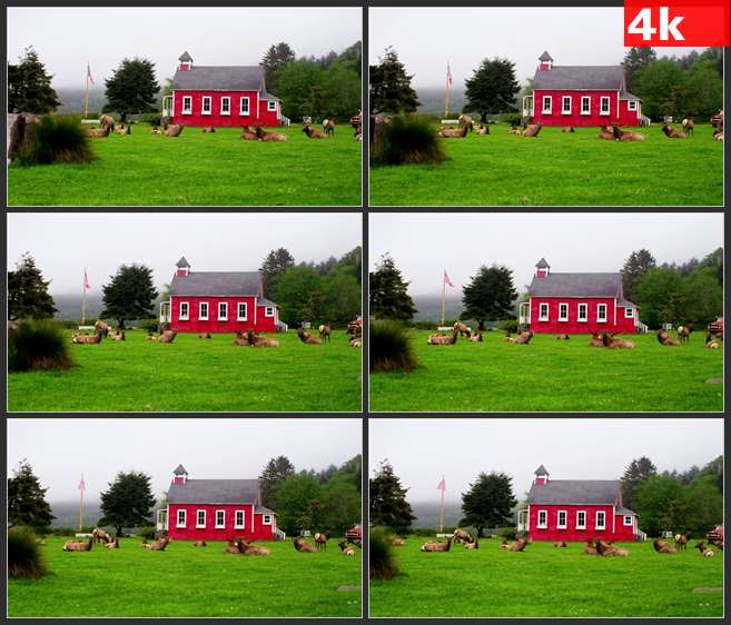 4K0537跟踪拍摄麋鹿躺在草坪上红房子旁边 高清实拍视频素材