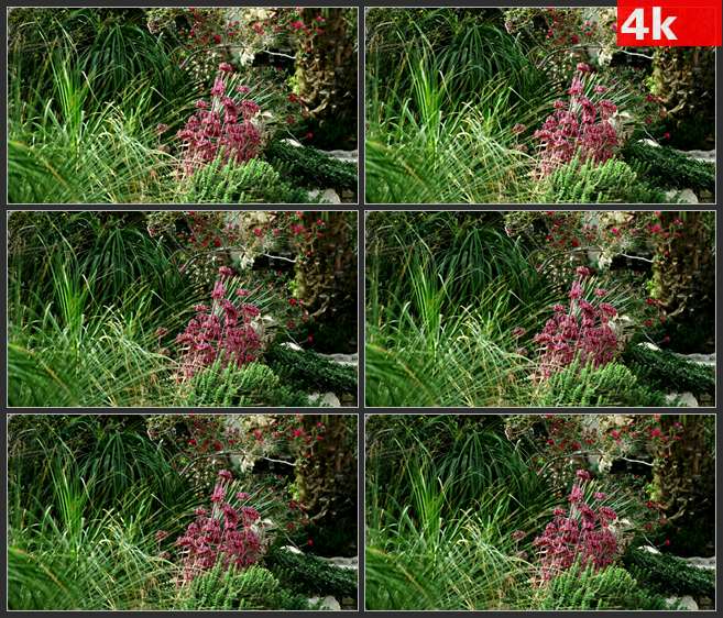 4K0541高大的绿色植物与粉红色的花 高清实拍视频素材