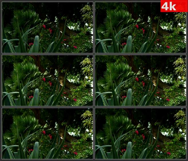 4K0542高大的绿色的叶子与背景的粉红色花 高清实拍视频素材