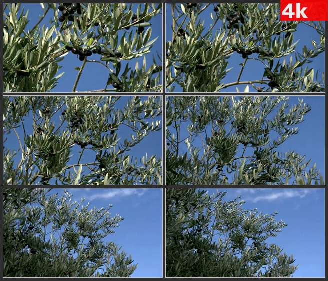4K0544橄榄树随风摇动 高清实拍视频素材