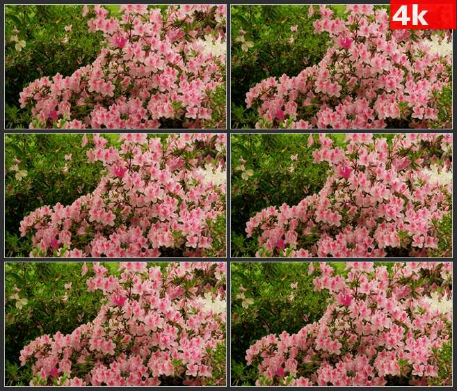4K0558粉红色和白色的花朵随风摇荡 高清实拍视频素材