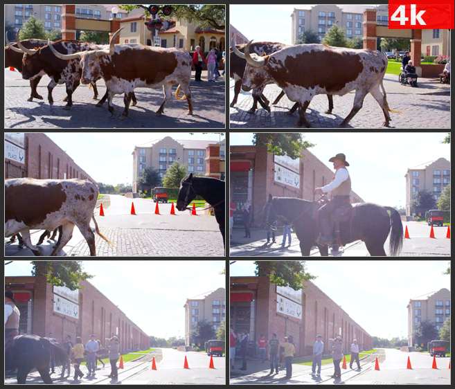 4K0598德州长角牛的步行过去 高清实拍视频素材
