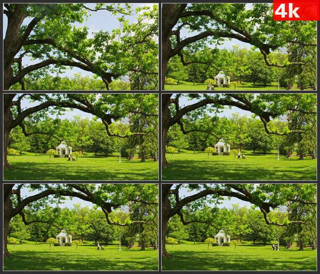 4K0609大树下的绿色草坪 高清实拍视频素材