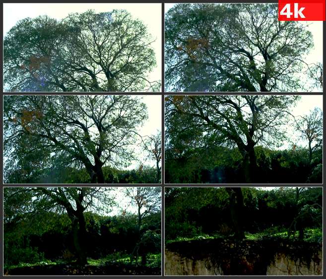 4K0610大树从树顶到根部的镜头 高清实拍视频素材
