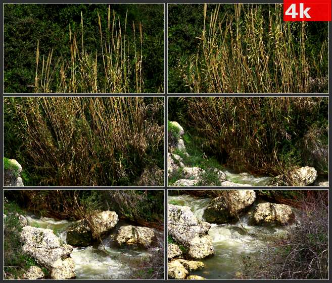 4K0615从植物顶到根部 小溪流淌 高清实拍视频素材