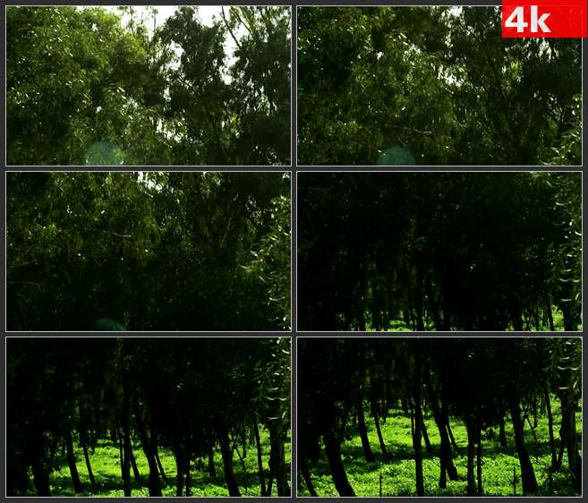 4K0618从树顶到树根 树林大树 高清实拍视频素材