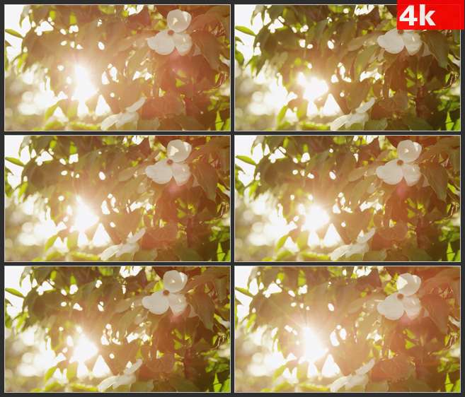 4K0623刺眼的阳光照耀着树叶 高清实拍视频素材