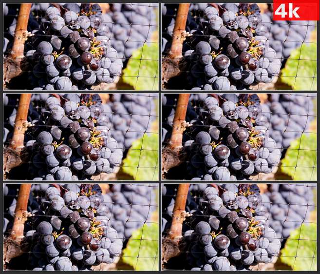 4K0637成熟的紫葡萄特写水果植物 高清实拍视频素材