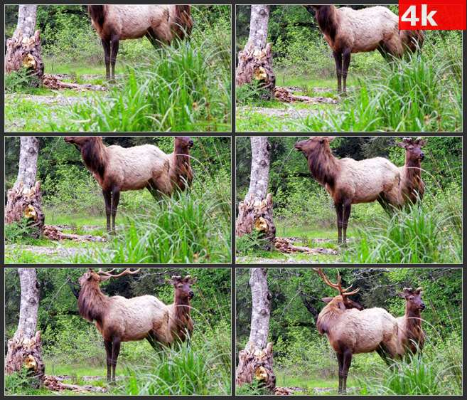 4K0643草丛中两个麋鹿 特写 高清实拍视频素材