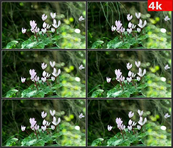 4K0683白紫色小花绿叶植物 高清实拍视频素材