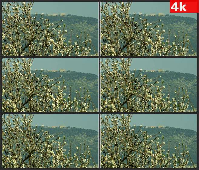 4K0695白色的小花树 山的背景 高清实拍视频素材