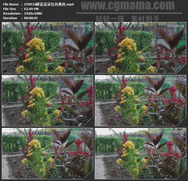 ZY0932鲜花花朵红色黄色高清实拍视频素材
