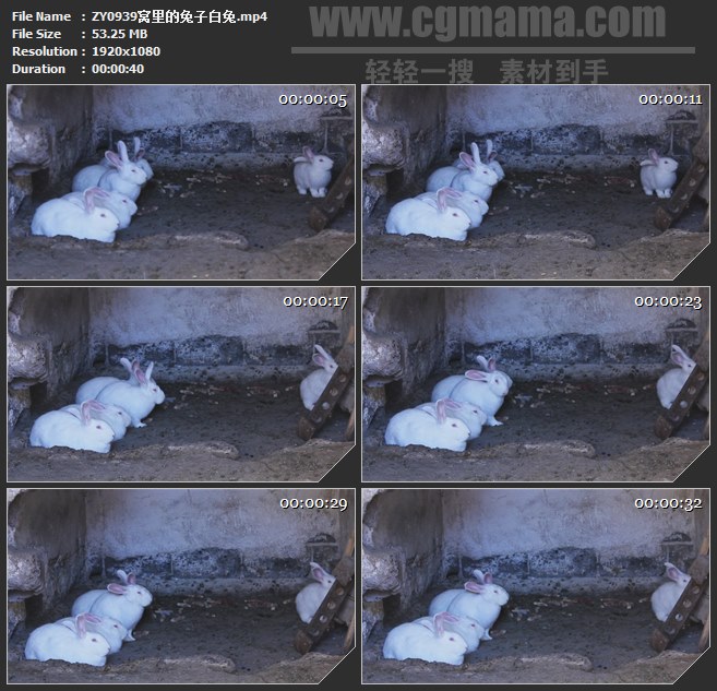 ZY0939窝里的兔子白兔高清实拍视频素材