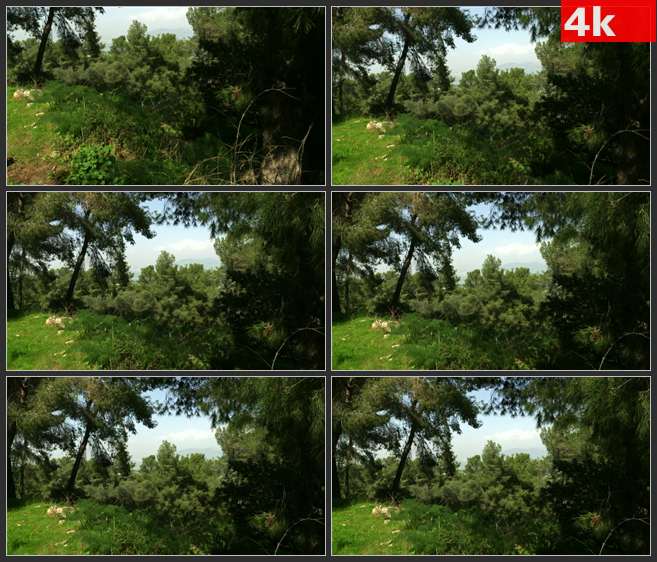 4K0212山顶上的树木，远处的天空 高清实拍视频素材