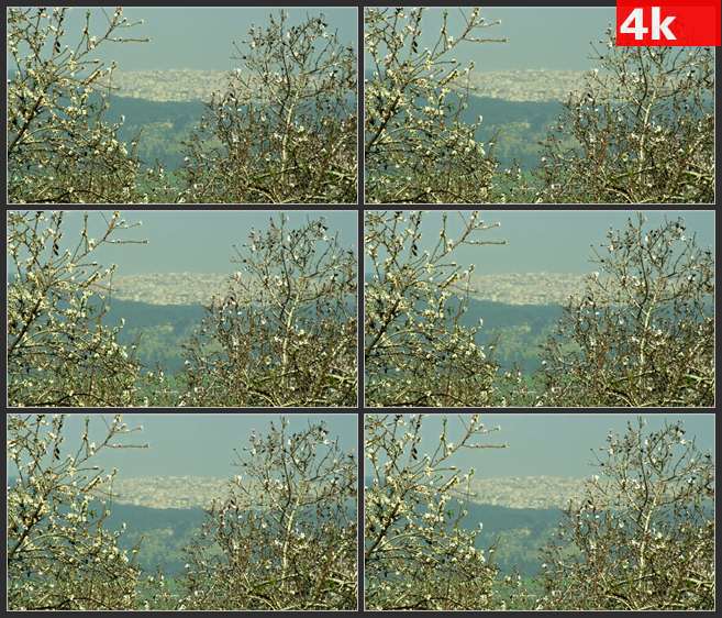 4K0694白色的小花树 远方的山 高清实拍视频素材