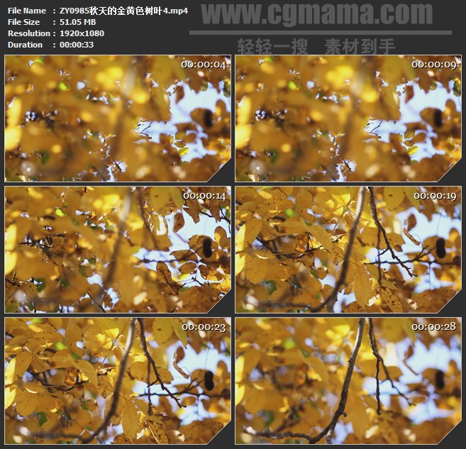 ZY0985秋天的金黄色树叶高清实拍视频素材