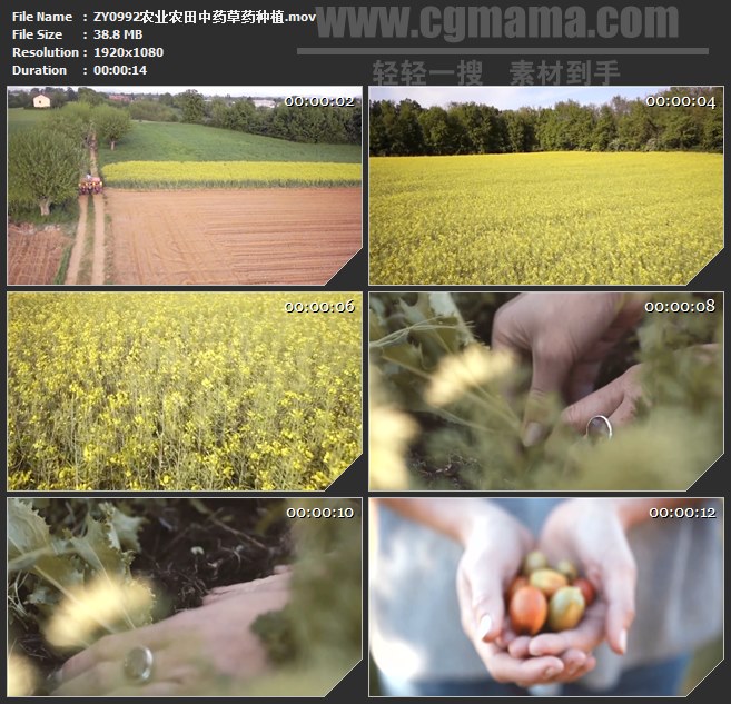 ZY0992农业农田中药草药种植高清实拍视频素材
