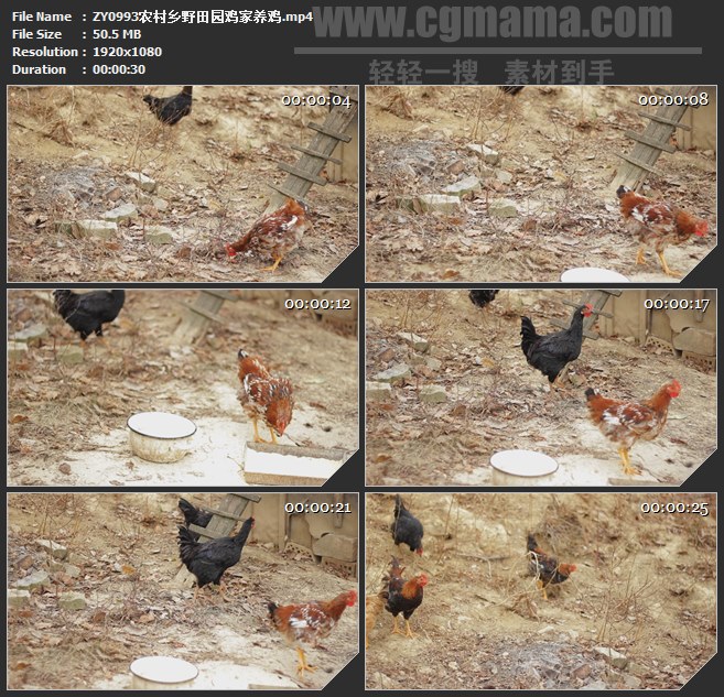 ZY0993农村乡野田园鸡家养鸡老母鸡高清实拍视频素材