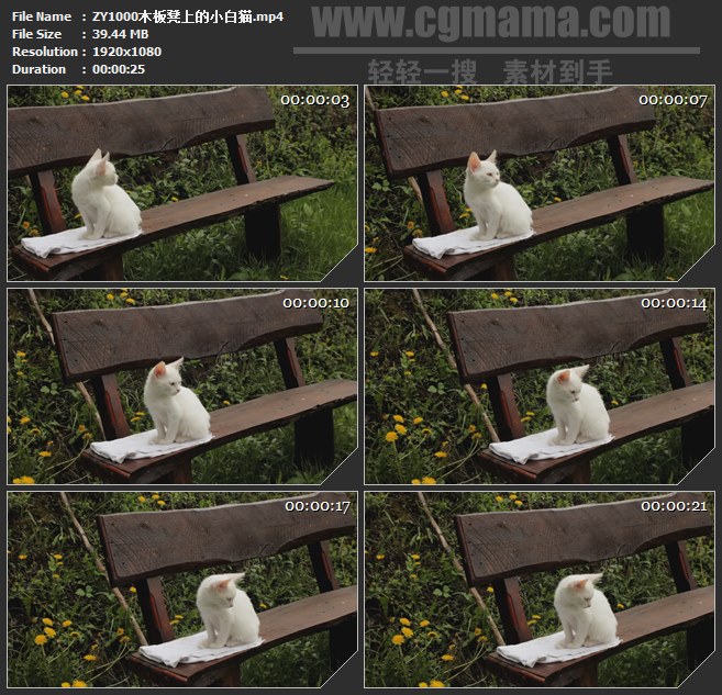 ZY1000木板凳上的小白猫高清实拍视频素材