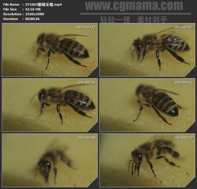 ZY1003蜜蜂采蜜高清实拍视频素材