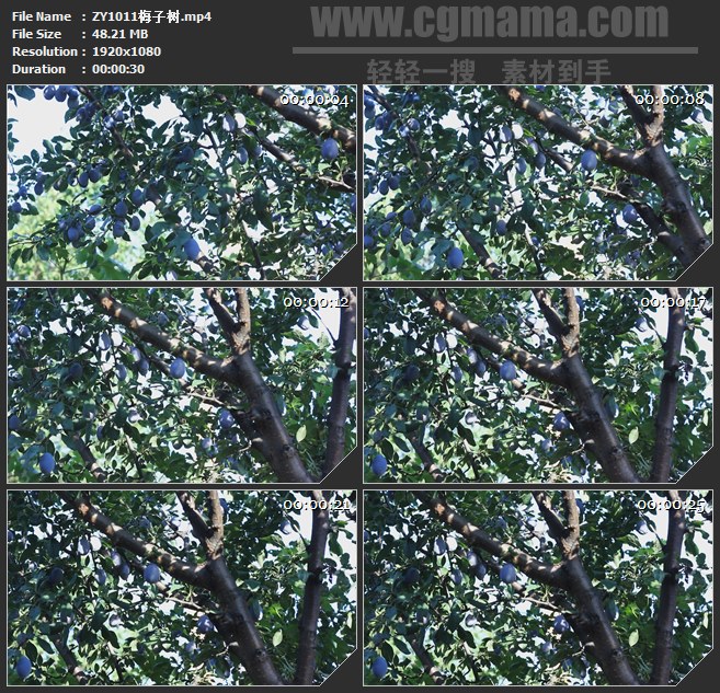 ZY1011梅子树高清实拍视频素材