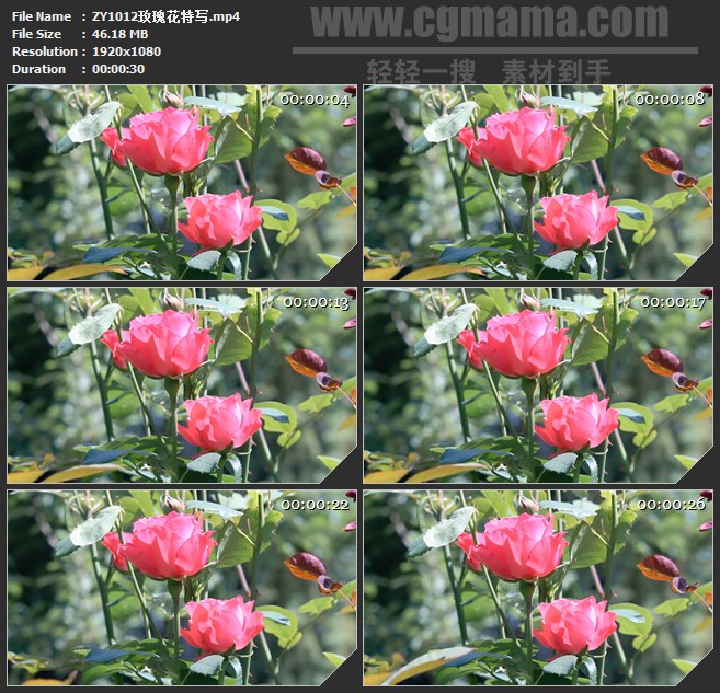 ZY1012玫瑰花特写鲜花高清实拍视频素材