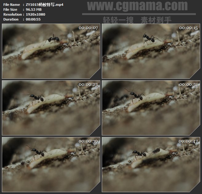 ZY1015蚂蚁特写高清实拍视频素材