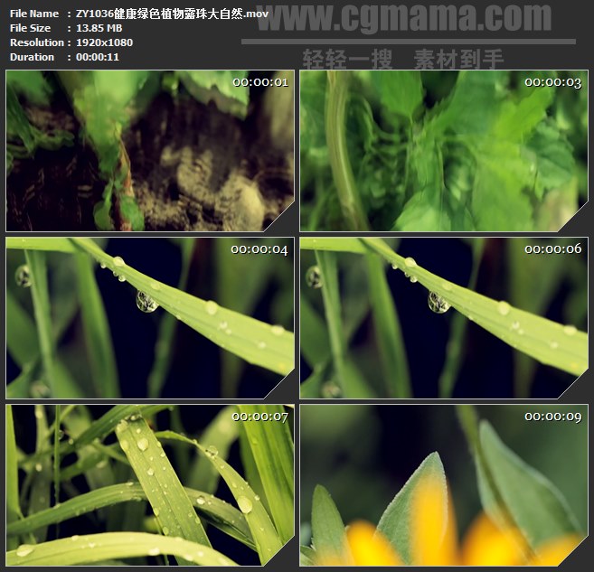 ZY1036健康绿色植物露珠大自然高清实拍视频素材