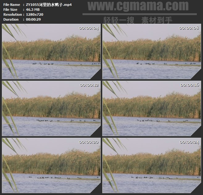 ZY1055河里的水鸭子鸭子高清实拍视频素材