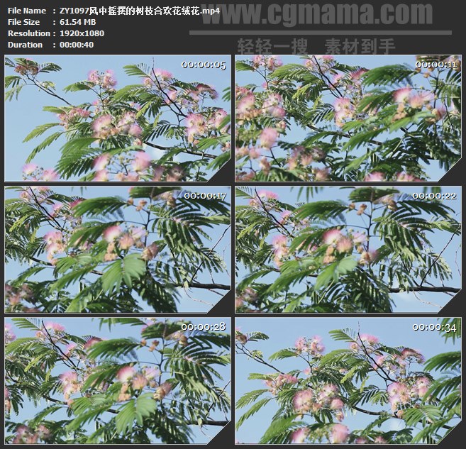 ZY1097风中摇摆的树枝合欢花绒花高清实拍视频素材