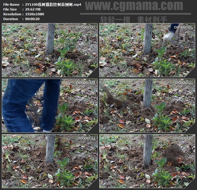 ZY1100伐树摄影挖树苗刨树高清实拍视频素材