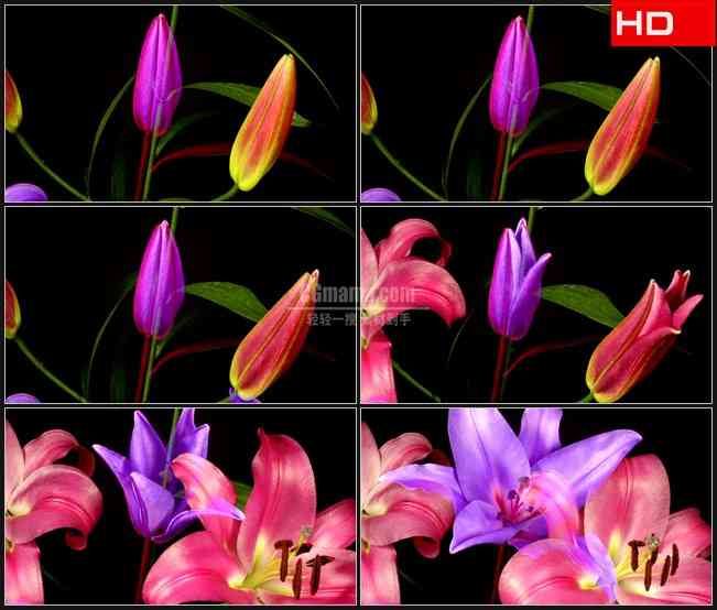 BG0261-花朵盛开紫色百合花高清LED视频背景素材