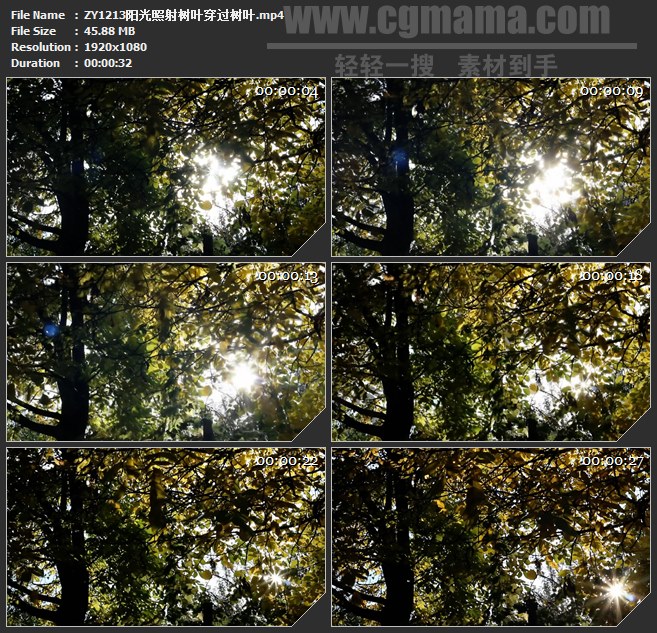 ZY1213阳光照射树叶穿过树叶高清实拍视频素材