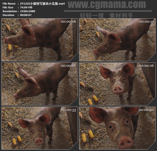 ZY1225小猪特写猪肉小花猪高清实拍视频素材