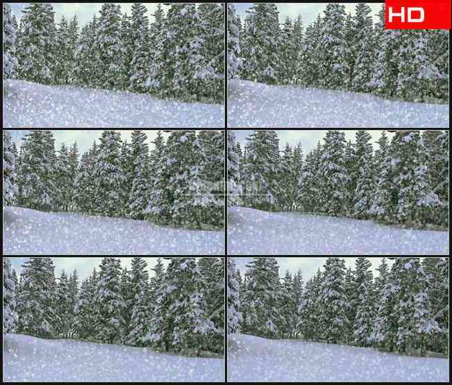 BG0435-冬季景观松树林降雪高清LED视频背景素材