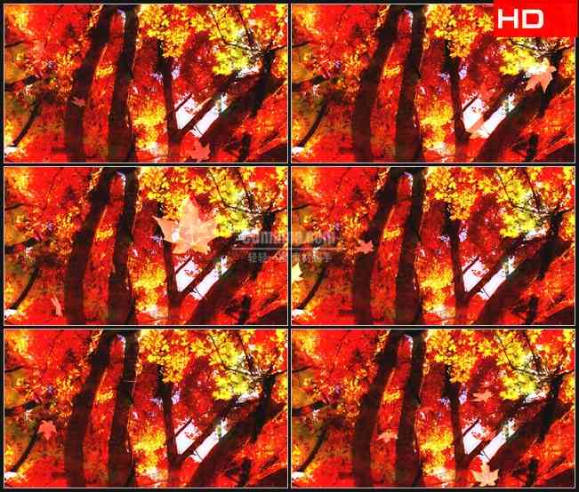 BG0593-秋天枫树飘落枫叶高清LED视频背景素材