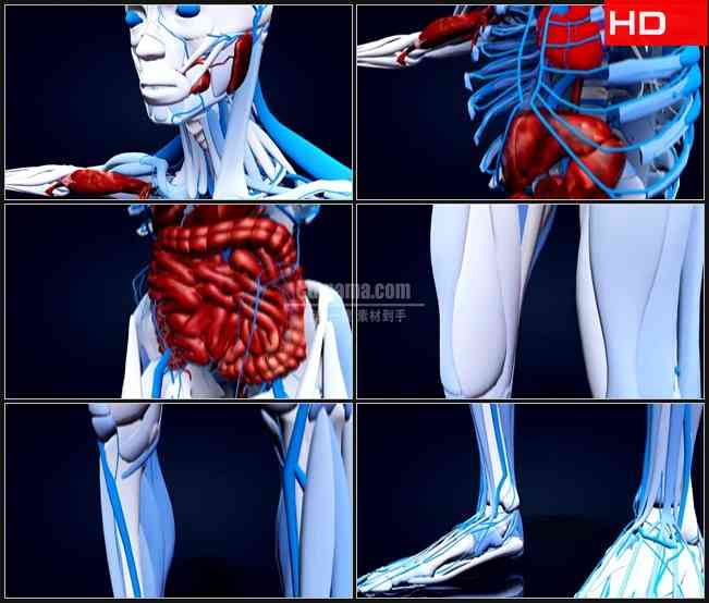 BG0724-从上向下扫描的三维人体血管肌肉内脏解剖模型高