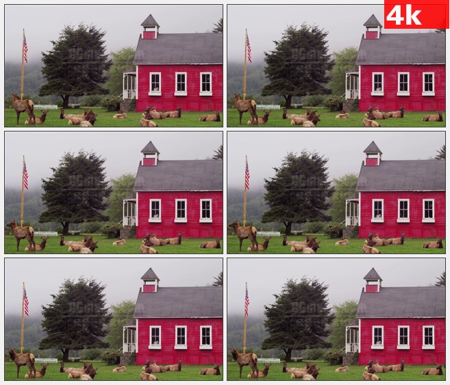 4K0805草地麋鹿红房子荒野高清实拍视频素材