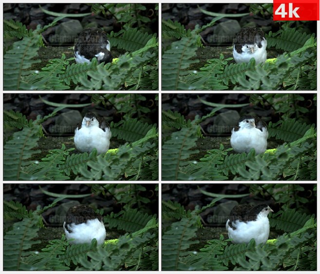 4K0804草丛中的小鸟休息梳理羽毛高清实拍视频素材