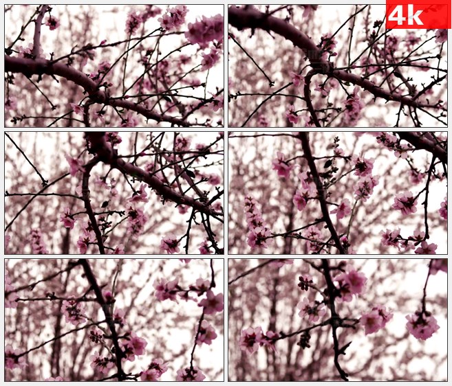 4K0825春天粉红色桃花特写桃树枝自然美景高清实拍视频素材