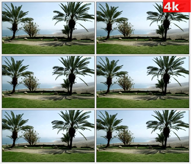 4K0836大海海滩棕榈树自然美景高清实拍视频素材