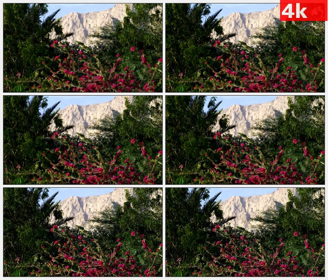 4K0855地中海灌木红色花朵高山自然美景高清实拍视频素材