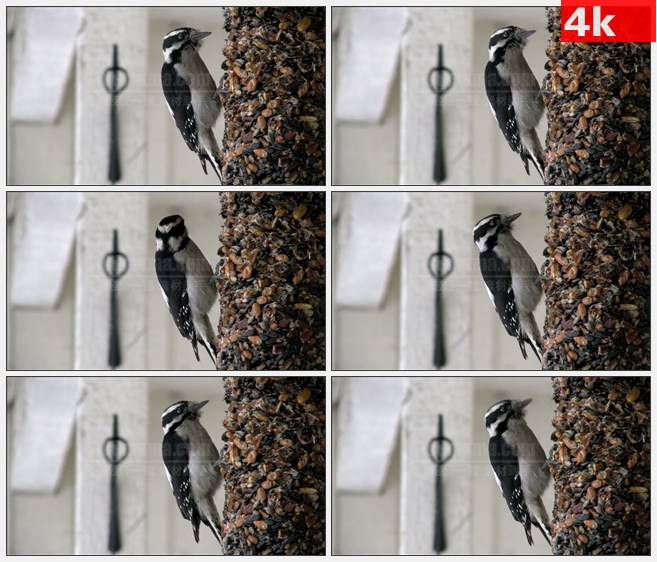 4K0876俄勒冈小鸟吃食物种子特写高清实拍视频素材