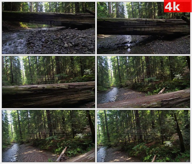 4K0896飞越倒下的树干小溪鹅卵石红木森林原始森林自然美景高清实拍视频素材